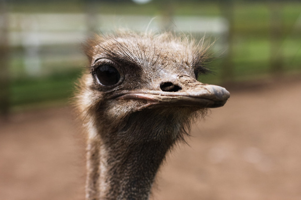 Farm ostrich - Fotografie, Obrázek