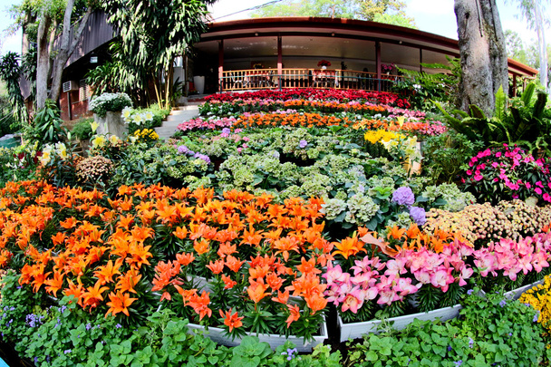 Květinová zahrada Foto - Fotografie, Obrázek