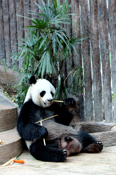 Panda, chiangmai, Tajlandia - Zdjęcie, obraz