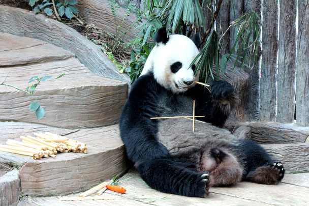 Panda animal eating straw - Photo, Image