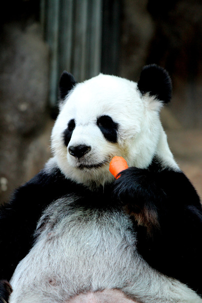 Panda zvířecí žrát mrkev - Fotografie, Obrázek