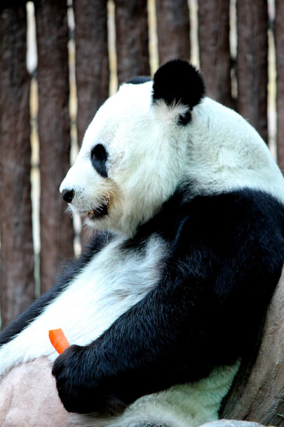 にんじんを食べるパンダ動物 - 写真・画像