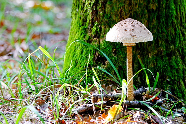 Parasol mushroom ( Macrolepiota procera ) in the forest - Photo, Image