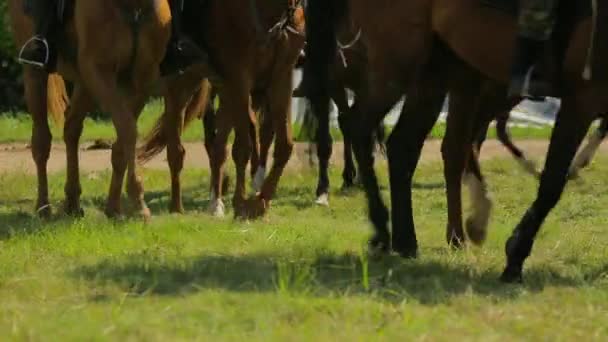 Bruine paarden lopen op groene weide - Video