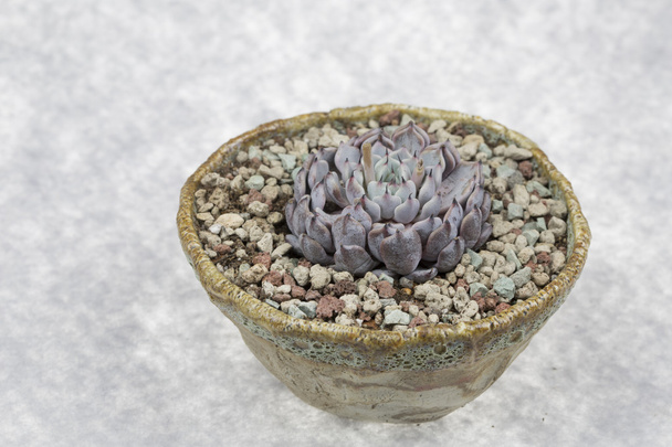 Succulenta pianta in vaso foto
 - Foto, immagini