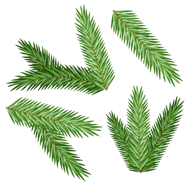 Set vector Christmas tree branch for decorate - Photo, Image