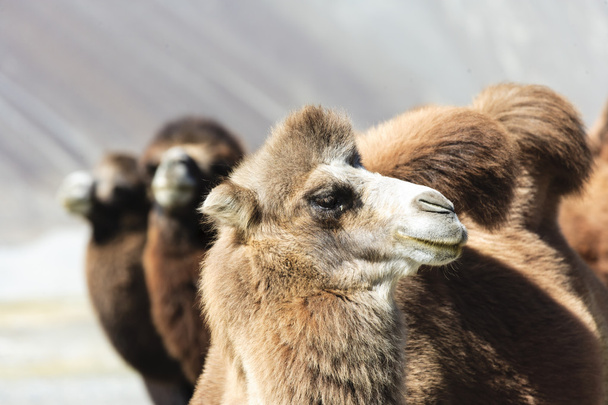 Camelo no vale de Nubra
 - Foto, Imagem