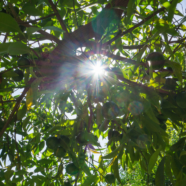 A citromfa napfényre - Fotó, kép