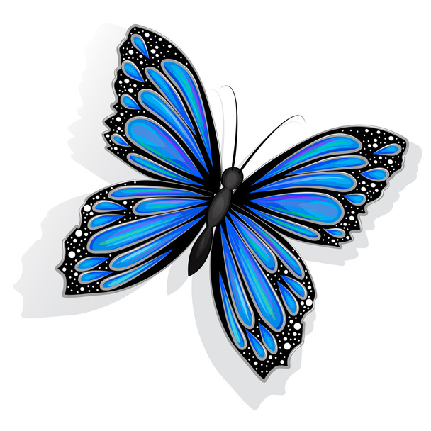 Hermosa mariposa azul aislada
 - Foto, imagen