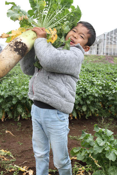 Ragazzo giapponese scavare ravanello giapponese (6 anni
) - Foto, immagini