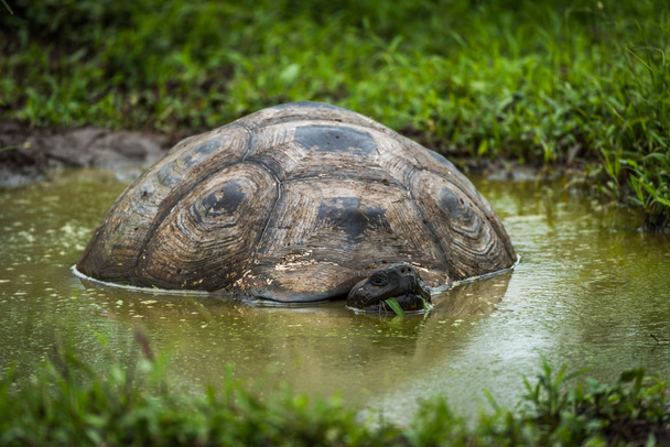 Galápagos tortuga gigante revolcándose en la piscina fangosa
 - Foto, imagen