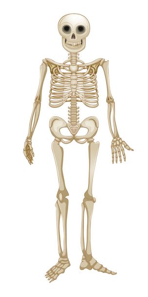 menselijk skelet geïsoleerd op wit - Foto, afbeelding