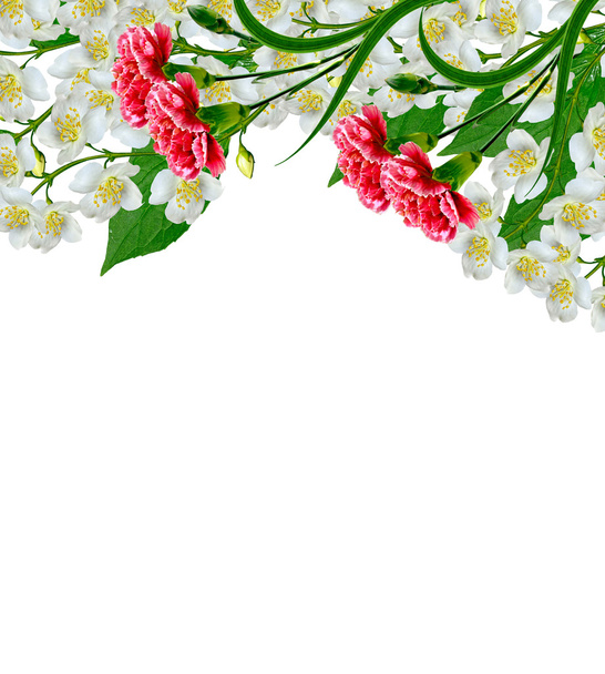 Λευκό λουλούδι γιασεμί.  - Φωτογραφία, εικόνα