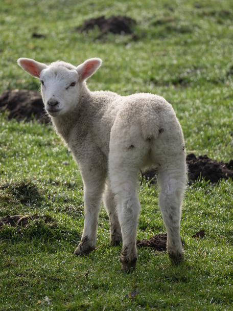 Pecore in Germania
 - Foto, immagini