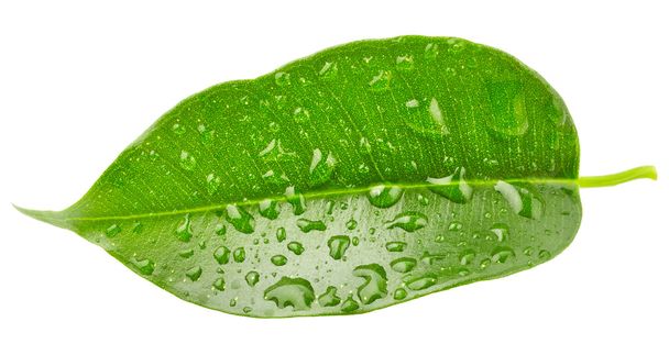 Leaf with drops of water - Фото, изображение