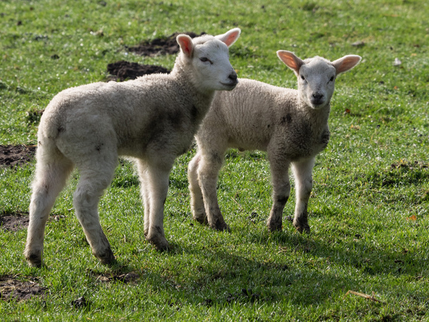 ovce v Německu - Fotografie, Obrázek