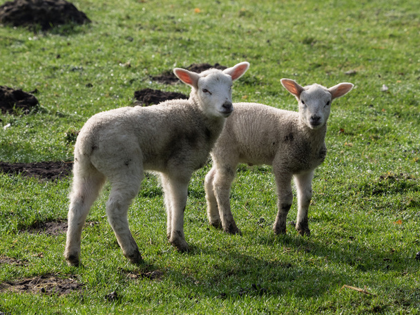 sheeps in Duitsland - Foto, afbeelding