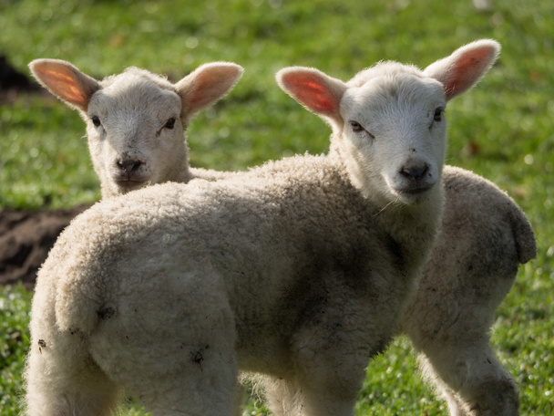 owce w Niemczech - Zdjęcie, obraz