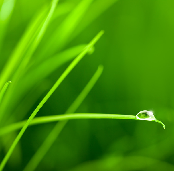 Water Drop on Grass Blade with Sparkle / copy space - Φωτογραφία, εικόνα