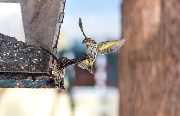 Pine Siskin finches (Carduelis pinus) - in spring competing for space and food at a feeder.  Aerobatic displays and territorial squabbling at a feeder in a northern Ontario woods. - Photo, Image