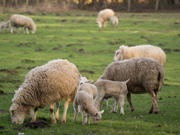 sheeps in Duitsland - Foto, afbeelding