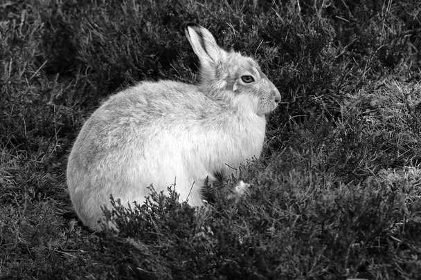 Заєць (зайця timidus) на горі шотландського в Верес. - Фото, зображення