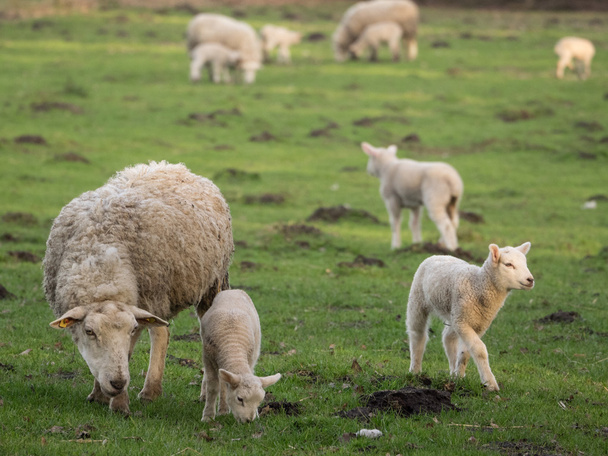 Овцы в Германии
 - Фото, изображение