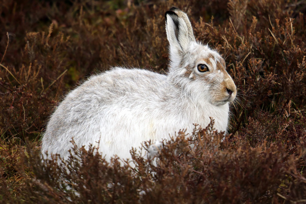 Heather Scottish dağda üzerinde dağ tavşan (tavşan timidus). - Fotoğraf, Görsel