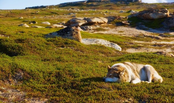 Chien esquimau se prélassant au soleil
 - Photo, image