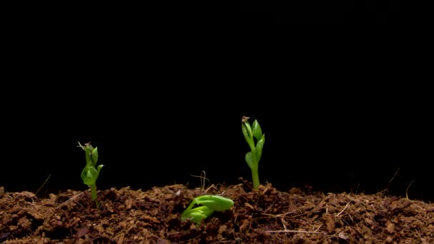時間経過成長エンドウ豆。4 k の時間経過 - 映像、動画