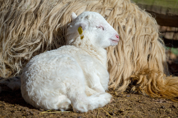 Schaap met lam op landelijke boerderij - Foto, afbeelding