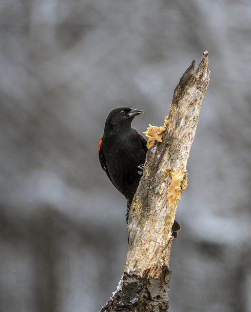 red-winged blackbird,Agelaius phoeniceus - Photo, Image