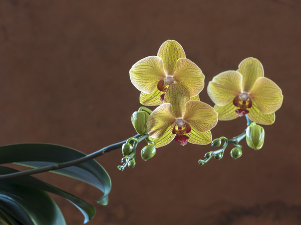 Phalaenopsis orchid studyjnych - Zdjęcie, obraz