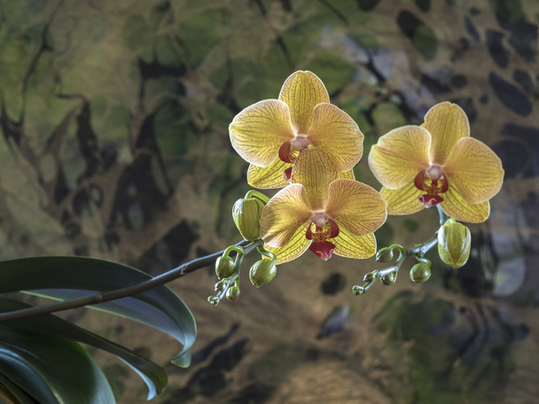 Phalaenopsis orchidea studio girato
 - Foto, immagini