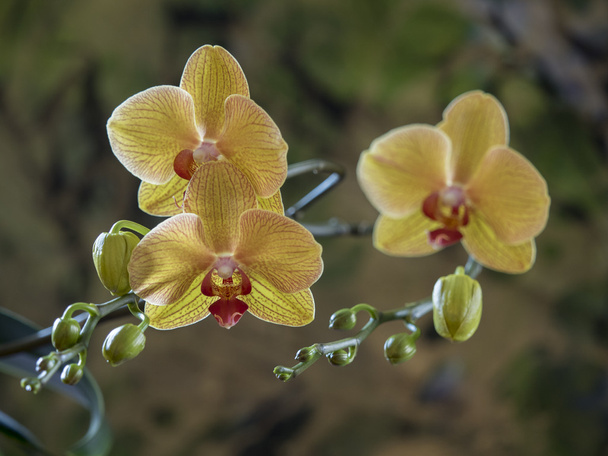 Phalaenopsis orchideje studio záběr - Fotografie, Obrázek