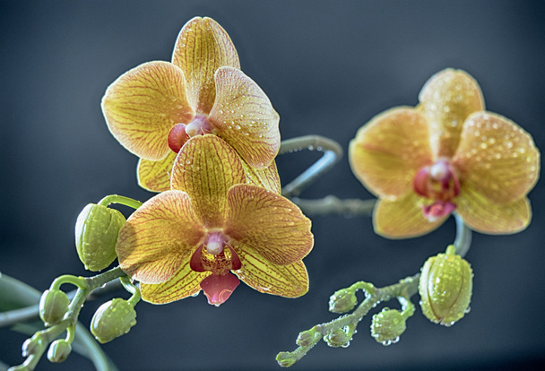Phalaenopsis orchidea studio girato
 - Foto, immagini
