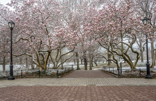 Central Park, New York City - Fotografie, Obrázek