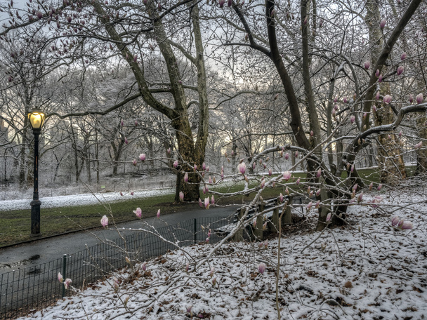 Центральний парк, Нью-Йорк після хуртовини - Фото, зображення