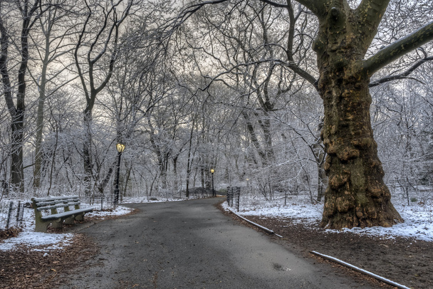 Central park, new york city na sneeuwstorm - Foto, afbeelding