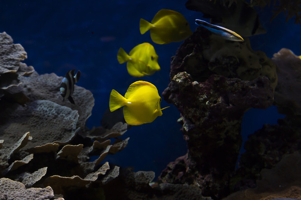 A halak az akváriumban - Fotó, kép