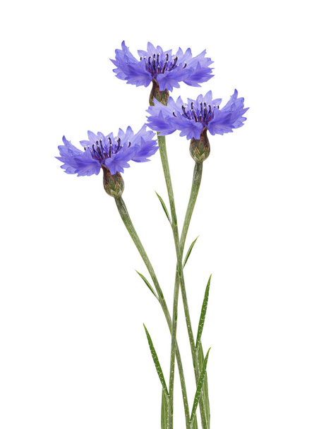 Flower blue cornflower - Photo, image