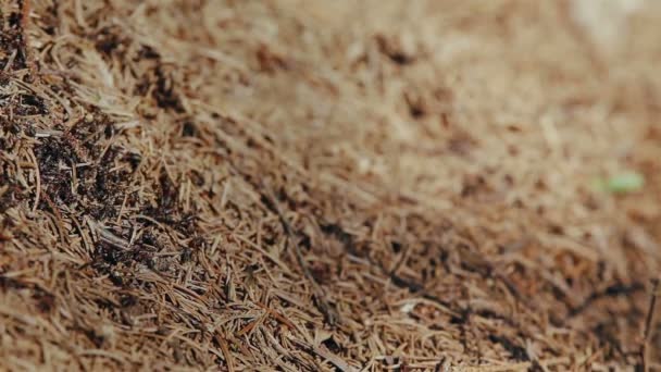 hormigas rojas salvajes construyen su hormiguero
 - Imágenes, Vídeo