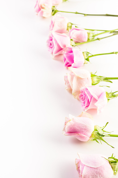 Pink roses close up - Foto, immagini