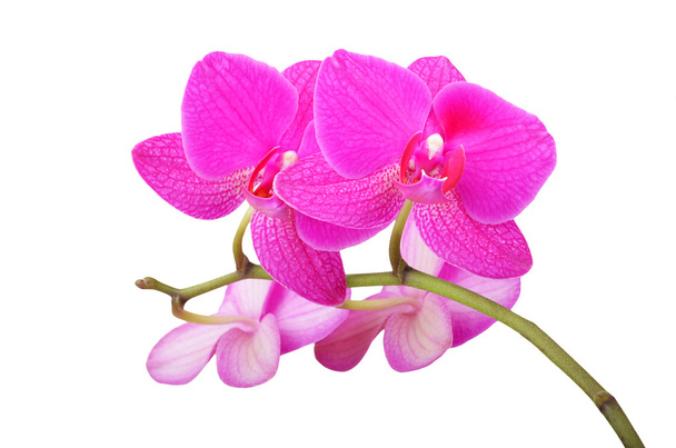 Flor de orquídea rosa
 - Foto, Imagen