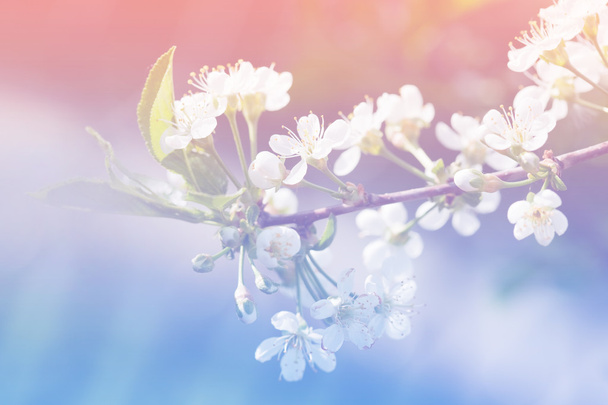 Spring apple blossom flowers over a light pink background - Photo, Image