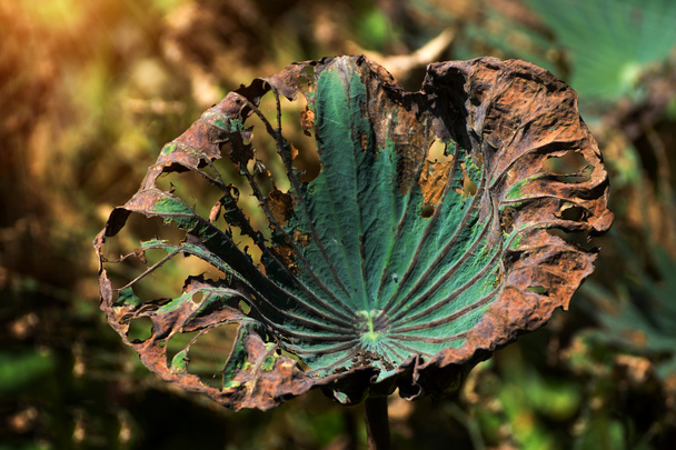 Gedroogde bladeren van de lotus in vijver - Foto, afbeelding