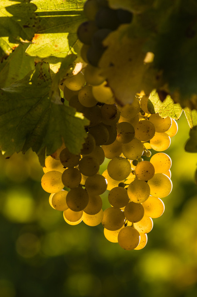 backlit Sauvignon blanc grapes - Photo, Image