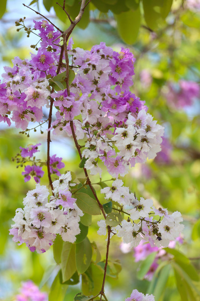 Lagerstroemia speciosa tai tabak puu Thaimaassa, Monivuotinen kasvi
 - Valokuva, kuva
