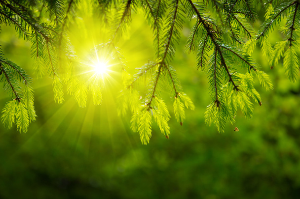 La lumière du soleil dans la forêt verte
. - Photo, image