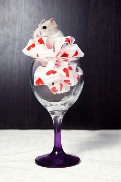 little hamster in a glass decorated with a bow - Photo, image